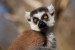 Lemur kata1
